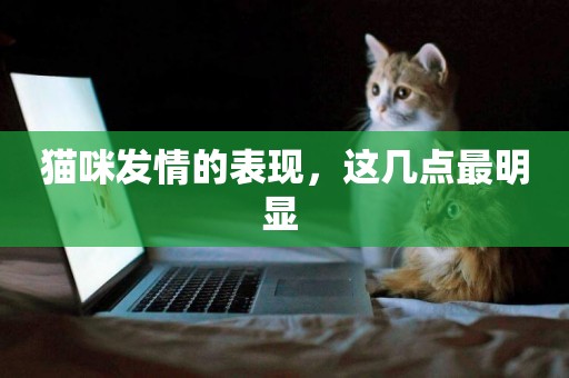 貓咪發情的表現，這幾點最明顯 