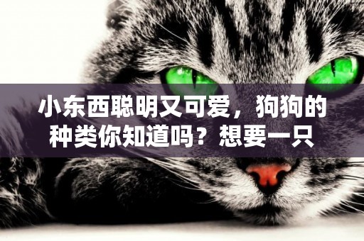 小東西聰明又可愛，狗狗的種類你知道嗎？想要一只