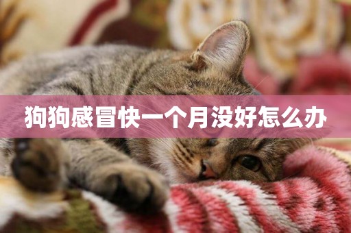 狗狗感冒快一個月沒好怎么辦