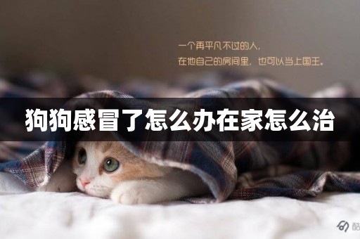 狗狗感冒了怎么辦在家怎么治