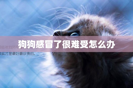 狗狗感冒了很難受怎么辦