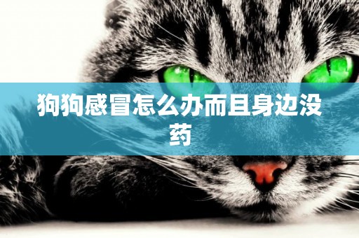 狗狗感冒怎么辦而且身邊沒藥