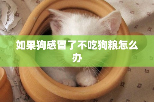 如果狗感冒了不吃狗糧怎么辦
