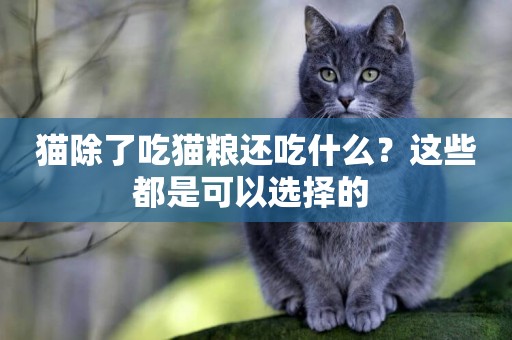 貓除了吃貓糧還吃什么？這些都是可以選擇的 
