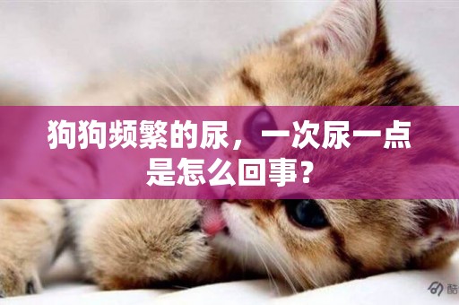 狗狗頻繁的尿，一次尿一點是怎么回事？