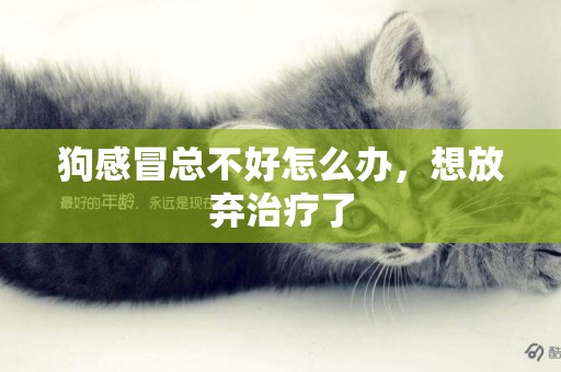 狗感冒總不好怎么辦，想放棄治療了