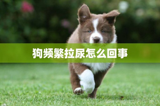 狗頻繁拉尿怎么回事