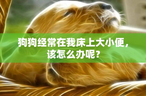 狗狗經常在我床上大小便，該怎么辦呢？