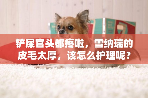 鏟屎官頭都疼啦，雪納瑞的皮毛太厚，該怎么護理呢？