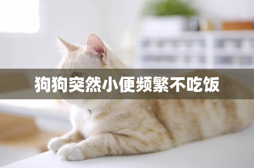 狗狗突然小便頻繁不吃飯