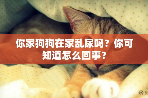 你家狗狗在家亂尿嗎？你可知道怎么回事？