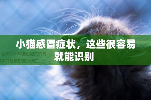 小貓感冒癥狀，這些很容易就能識別 