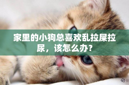 家里的小狗總喜歡亂拉屎拉尿，該怎么辦？