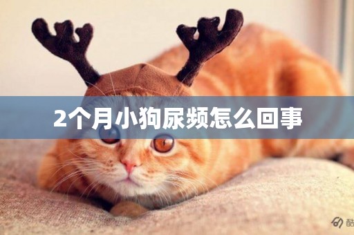2個月小狗尿頻怎么回事