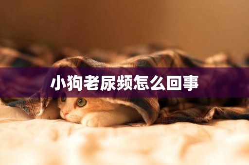 小狗老尿頻怎么回事