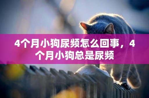 4個月小狗尿頻怎么回事，4個月小狗總是尿頻