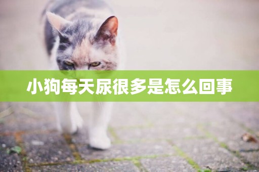 小狗每天尿很多是怎么回事
