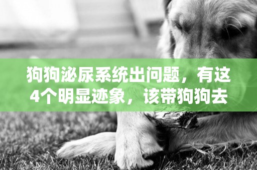 狗狗泌尿系統出問題，有這4個明顯跡象，該帶狗狗去看醫生了