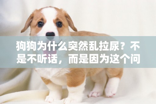 狗狗為什么突然亂拉尿？不是不聽話，而是因為這個問題