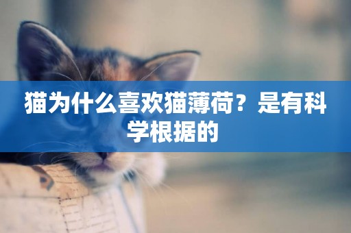 貓為什么喜歡貓薄荷？是有科學根據的 