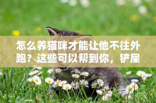 怎么養貓咪才能讓他不往外跑？這些可以幫到你，鏟屎官別錯過