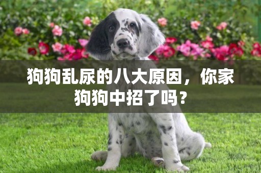 狗狗亂尿的八大原因，你家狗狗中招了嗎？