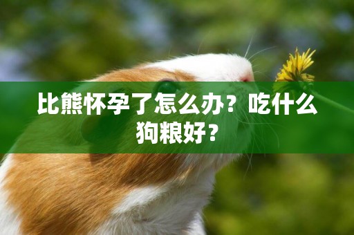 比熊懷孕了怎么辦？吃什么狗糧好？