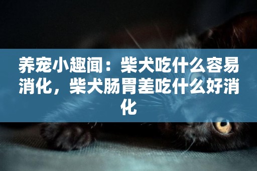 養寵小趣聞：柴犬吃什么容易消化，柴犬腸胃差吃什么好消化