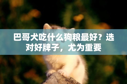 巴哥犬吃什么狗糧最好？選對好牌子，尤為重要