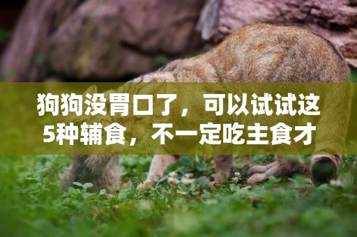 狗狗沒胃口了，可以試試這5種輔食，不一定吃主食才是首選