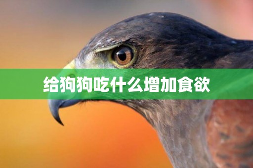 給狗狗吃什么增加食欲