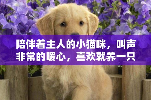 陪伴著主人的小貓咪，叫聲非常的暖心，喜歡就養一只吧