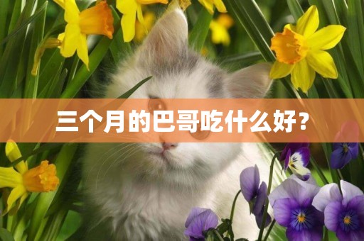 三個月的巴哥吃什么好？