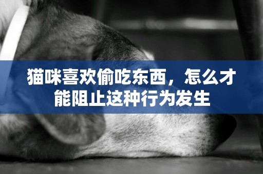 貓咪喜歡偷吃東西，怎么才能阻止這種行為發生