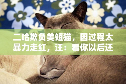 二哈欺負美短貓，因過程太暴力走紅，汪：看你以后還敢偷吃狗糧！