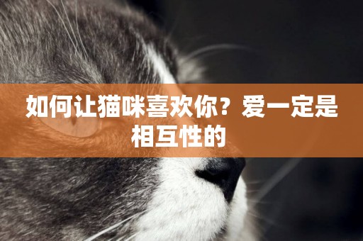 如何讓貓咪喜歡你？愛一定是相互性的 