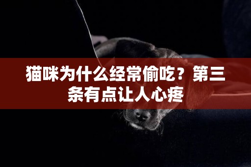 貓咪為什么經常偷吃？第三條有點讓人心疼