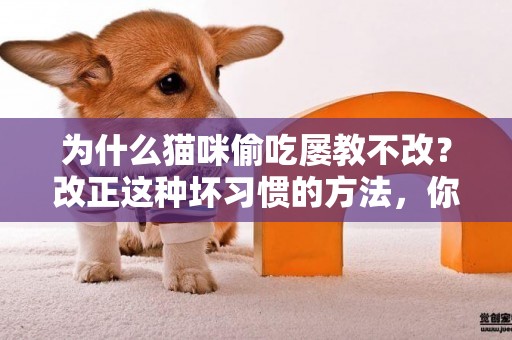 為什么貓咪偷吃屢教不改？改正這種壞習慣的方法，你知道嗎？