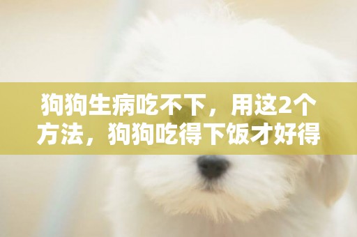 狗狗生病吃不下，用這2個方法，狗狗吃得下飯才好得更快