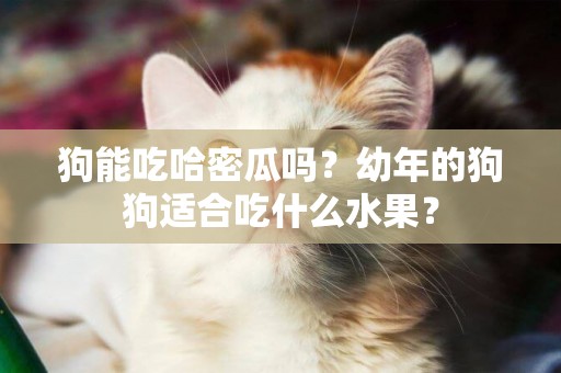狗能吃哈密瓜嗎？幼年的狗狗適合吃什么水果？