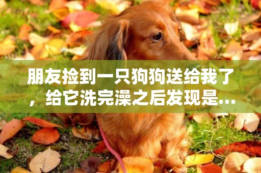 朋友撿到一只狗狗送給我了，給它洗完澡之后發現是……
