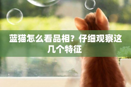 藍貓怎么看品相？仔細觀察這幾個特征 