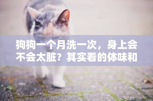 狗狗一個月洗一次，身上會不會太臟？其實看的體味和出門次數