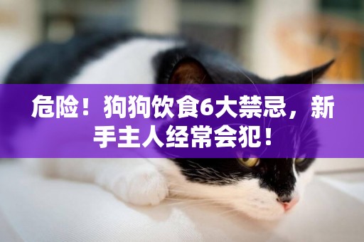 危險！狗狗飲食6大禁忌，新手主人經常會犯！