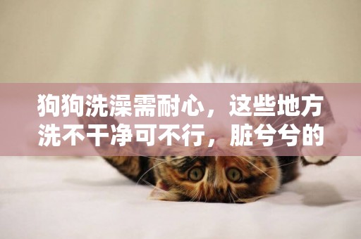 狗狗洗澡需耐心，這些地方洗不干凈可不行，臟兮兮的狗狗可沒人愛