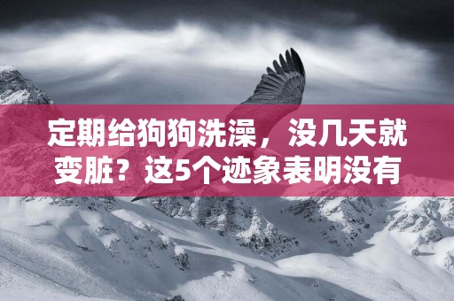 定期給狗狗洗澡，沒幾天就變臟？這5個跡象表明沒有洗干凈