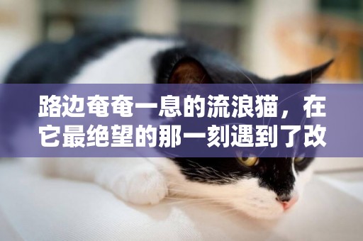 路邊奄奄一息的流浪貓，在它最絕望的那一刻遇到了改變它一生的人