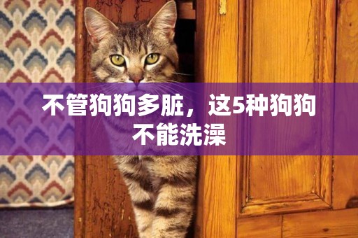 不管狗狗多臟，這5種狗狗不能洗澡