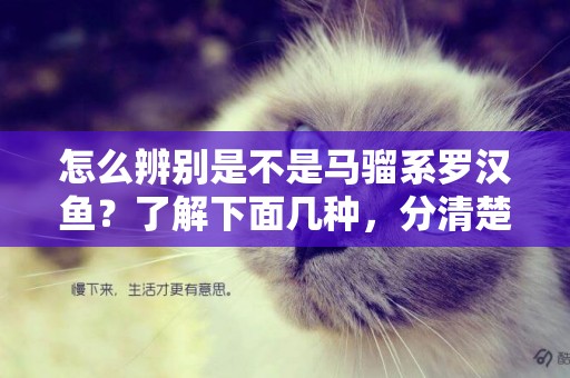 怎么辨別是不是馬騮系羅漢魚？了解下面幾種，分清楚馬騮系羅漢魚