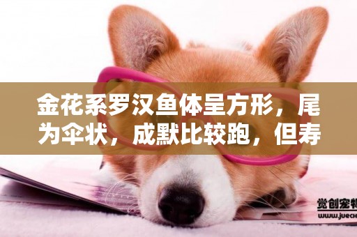 金花系羅漢魚體呈方形，尾為傘狀，成默比較跑，但壽命軟長